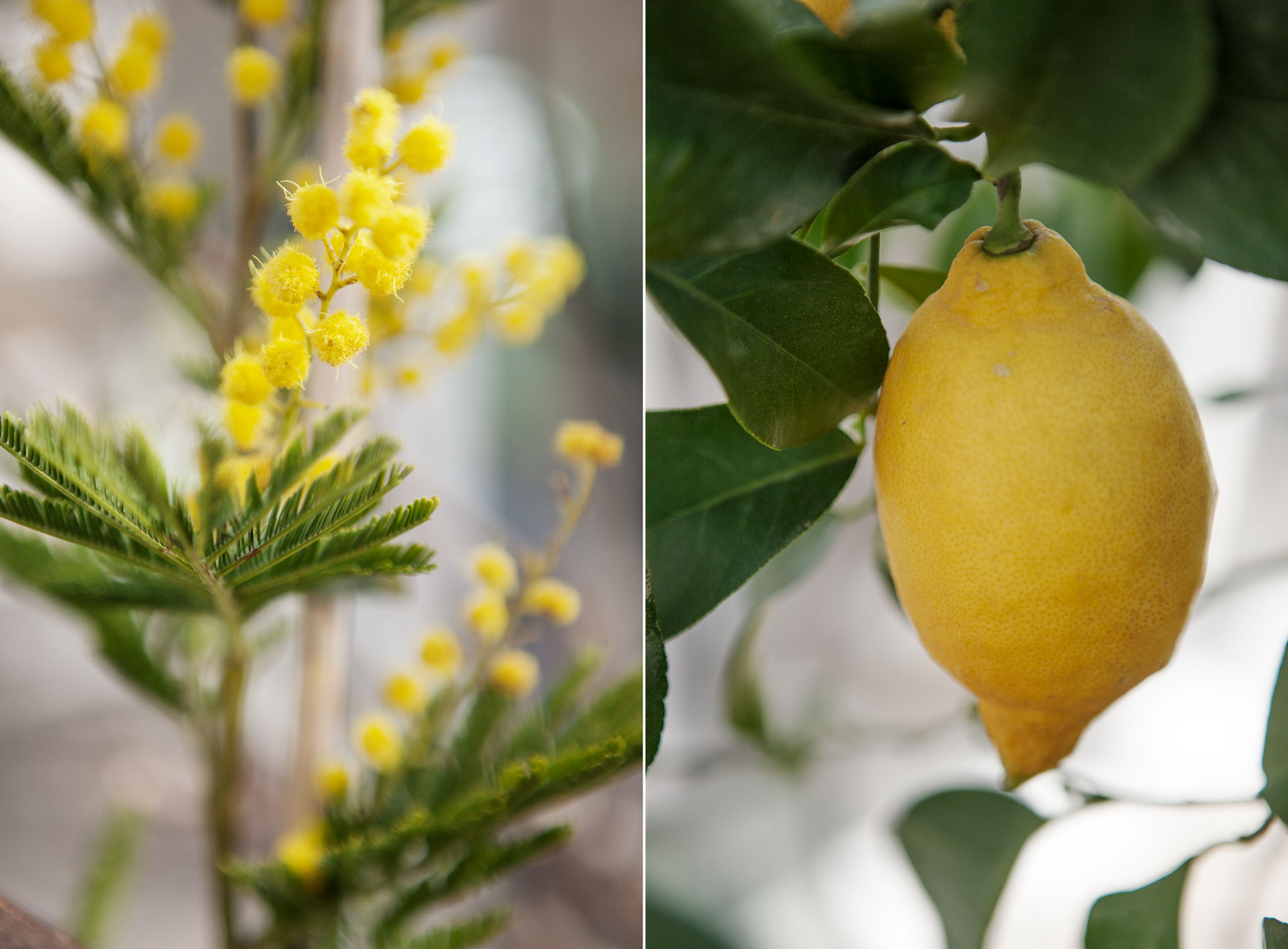 citronn mimosa.jpg