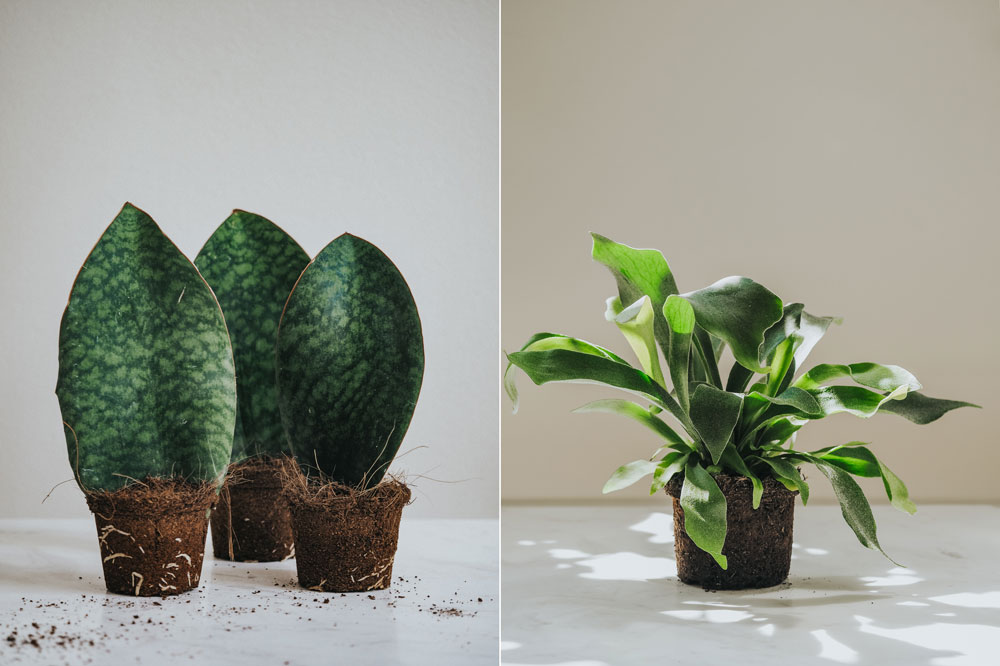 djungelrummet-plantor.jpg