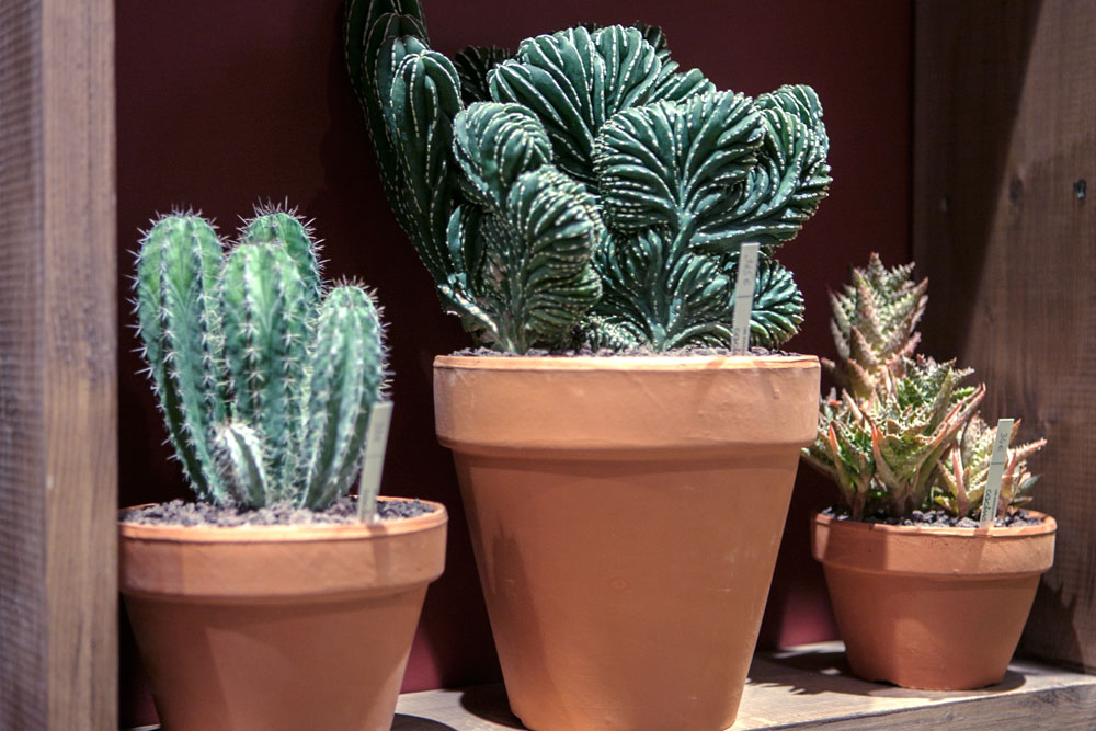 elmia-garden-trends-succulents-paris.jpg