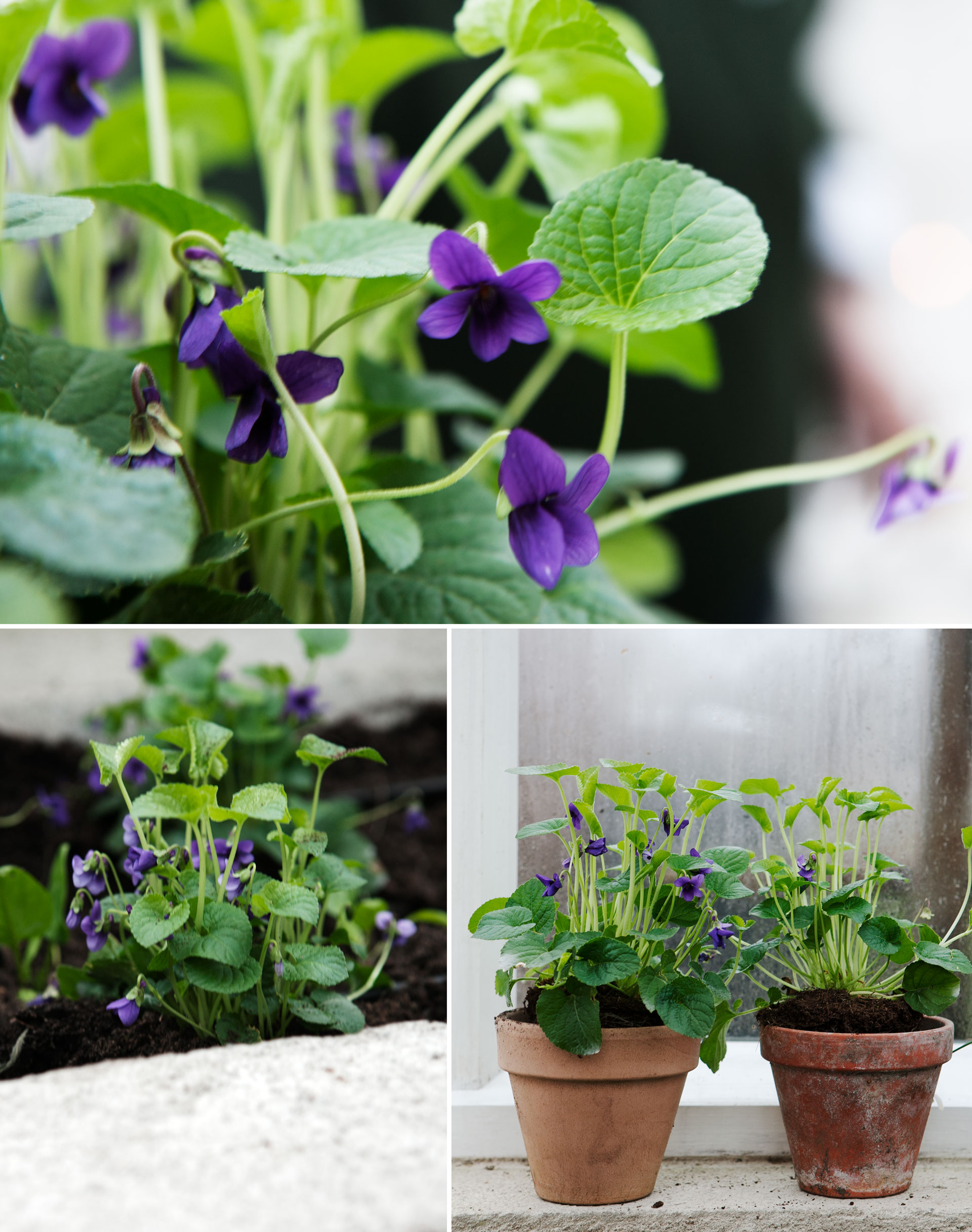 Dagens tips är ingen blyg viol