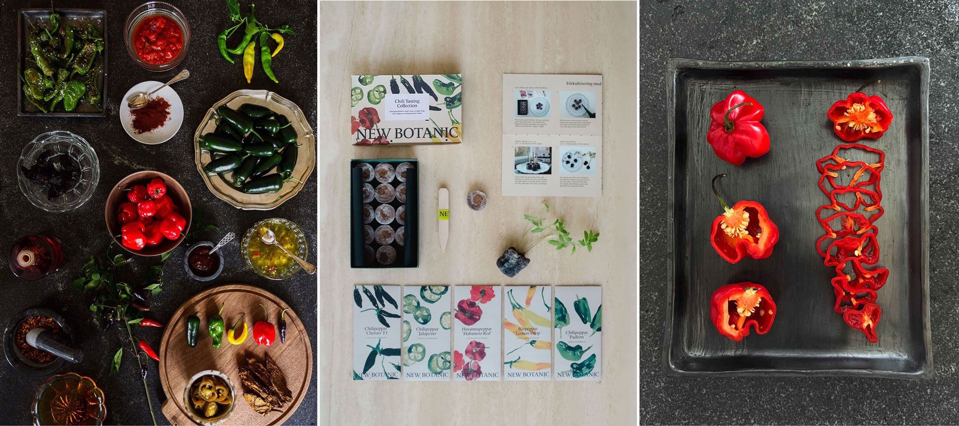 Odla chili - så lyckas du!