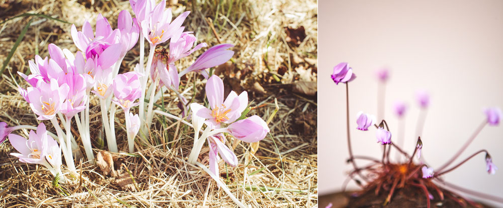 Höstknölar - sätt fart på höstens ljuvligaste blommor