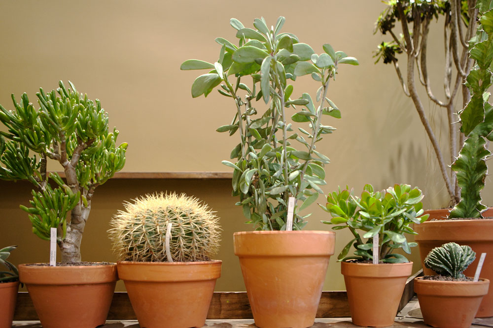 les-succulents-cactus-8.jpg