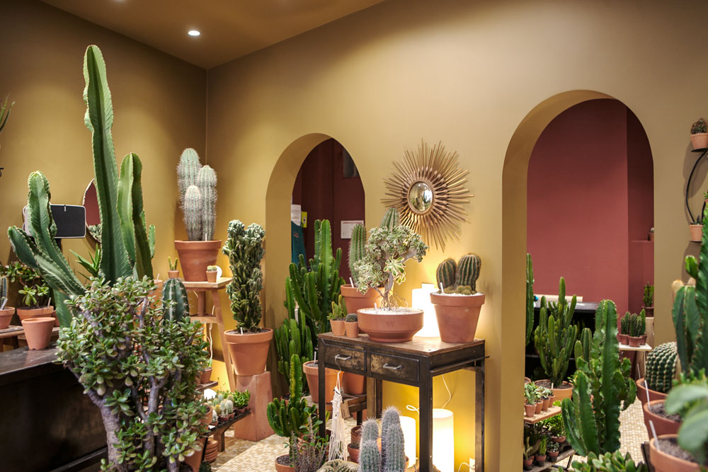 les-succulents-cactus-9.jpg