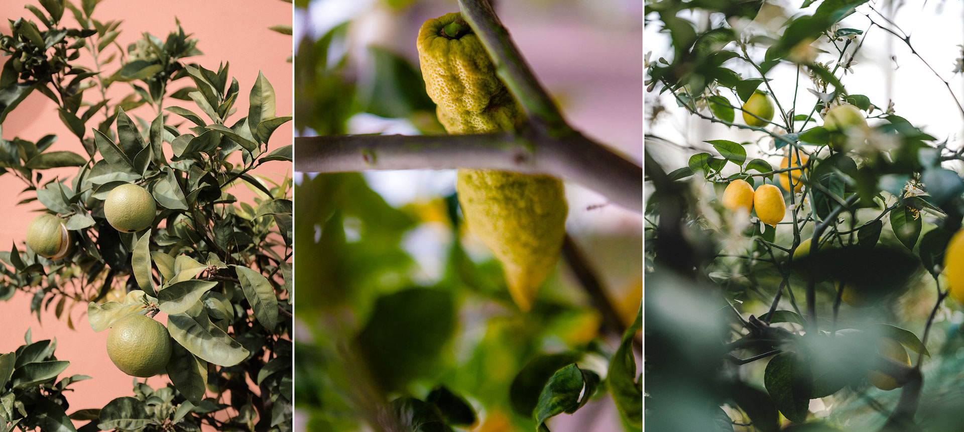 Skapa medelhavskänsla med ett citrusträd