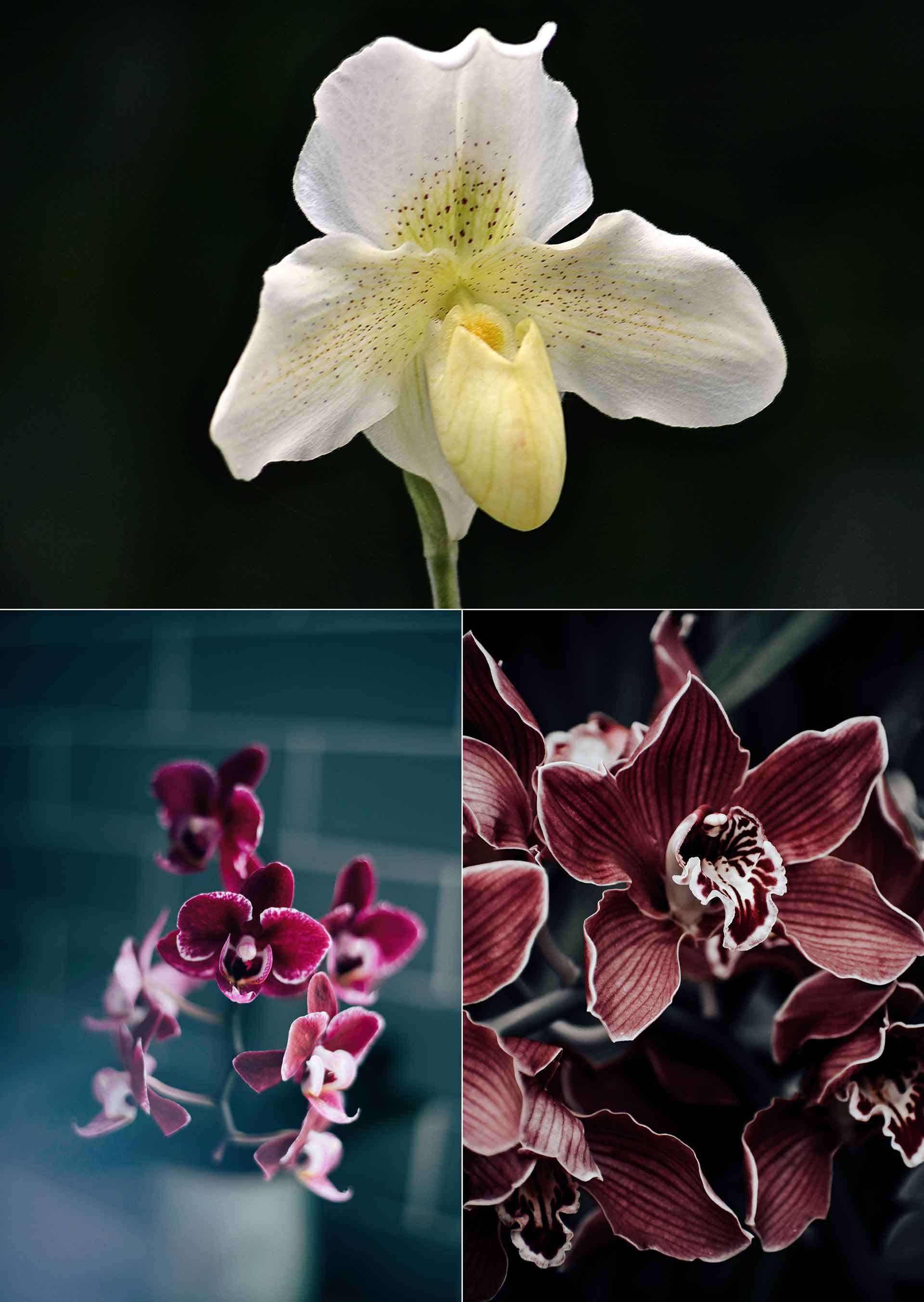 Orkidéfrossa i vintertid