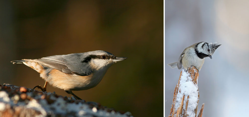 Glöm inte bort att räkna fåglar i helgen