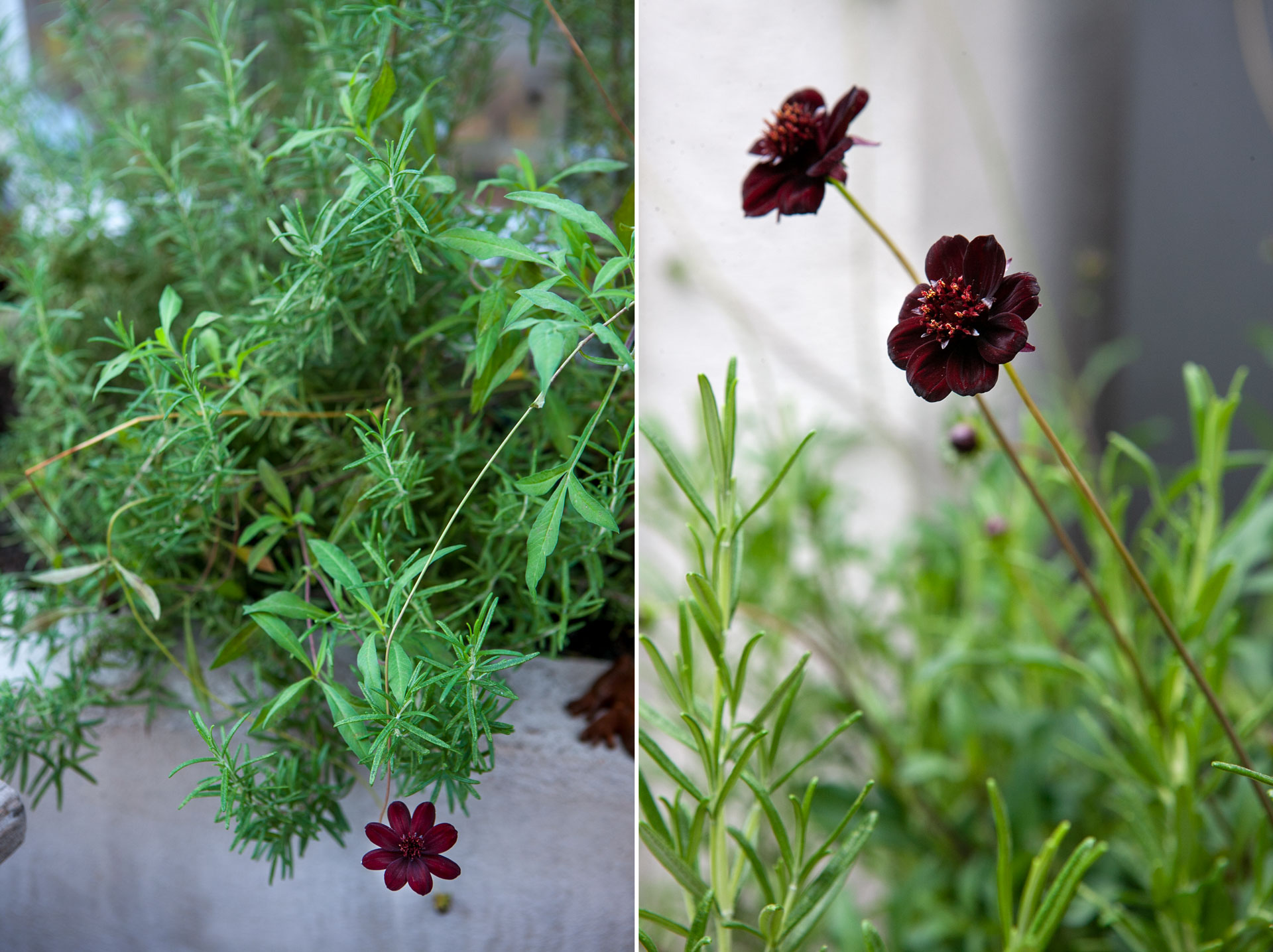 Chokladskäran är årets sommarblomma