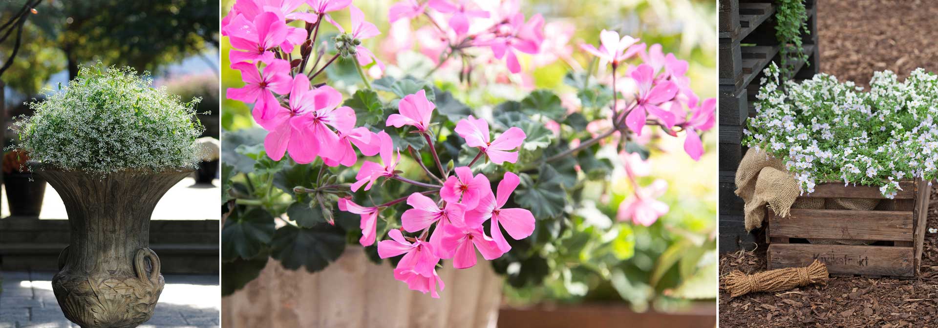 Växterna som sköter sig själva