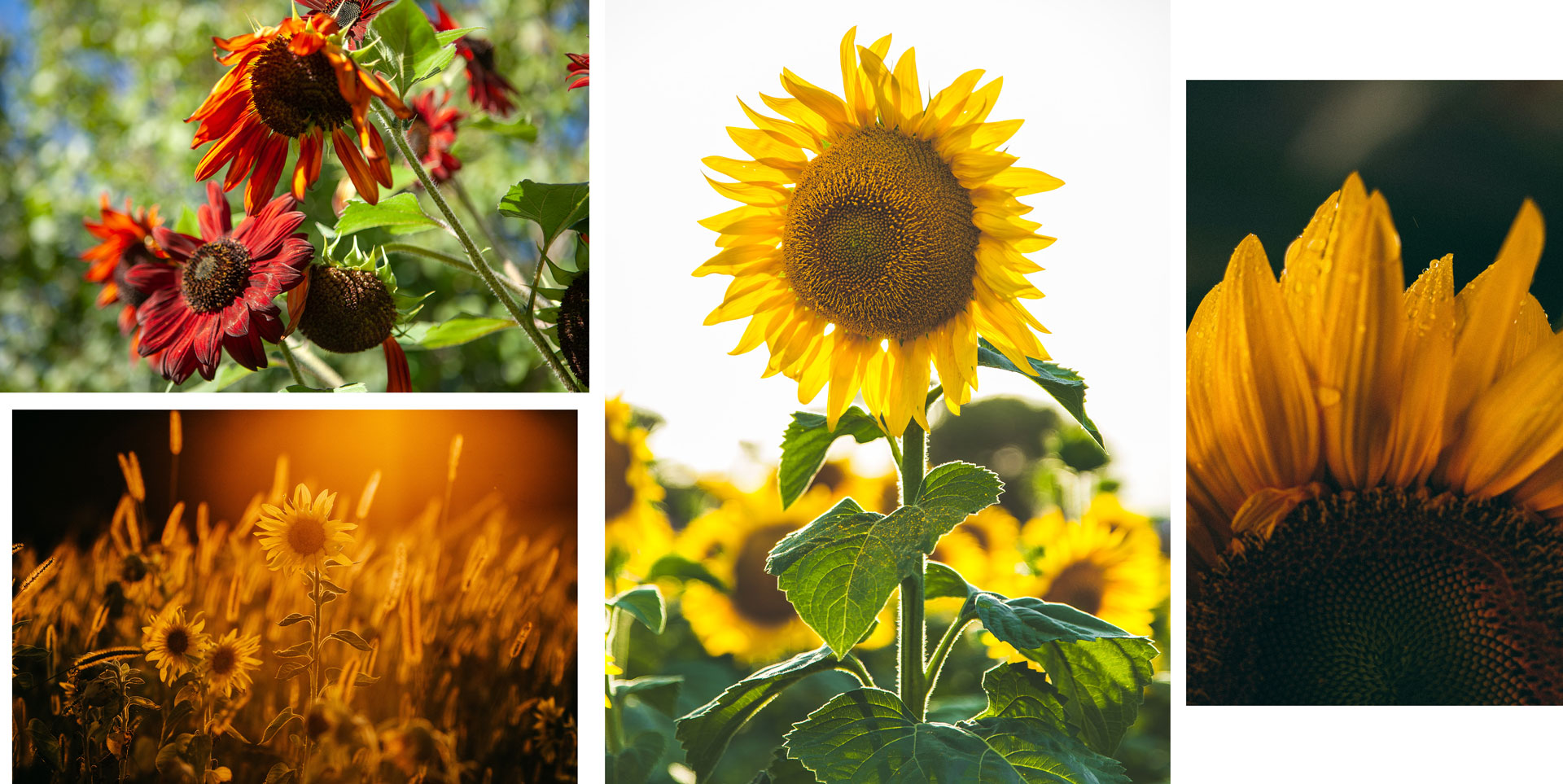Några goda skäl för att odla solens helt egna ros