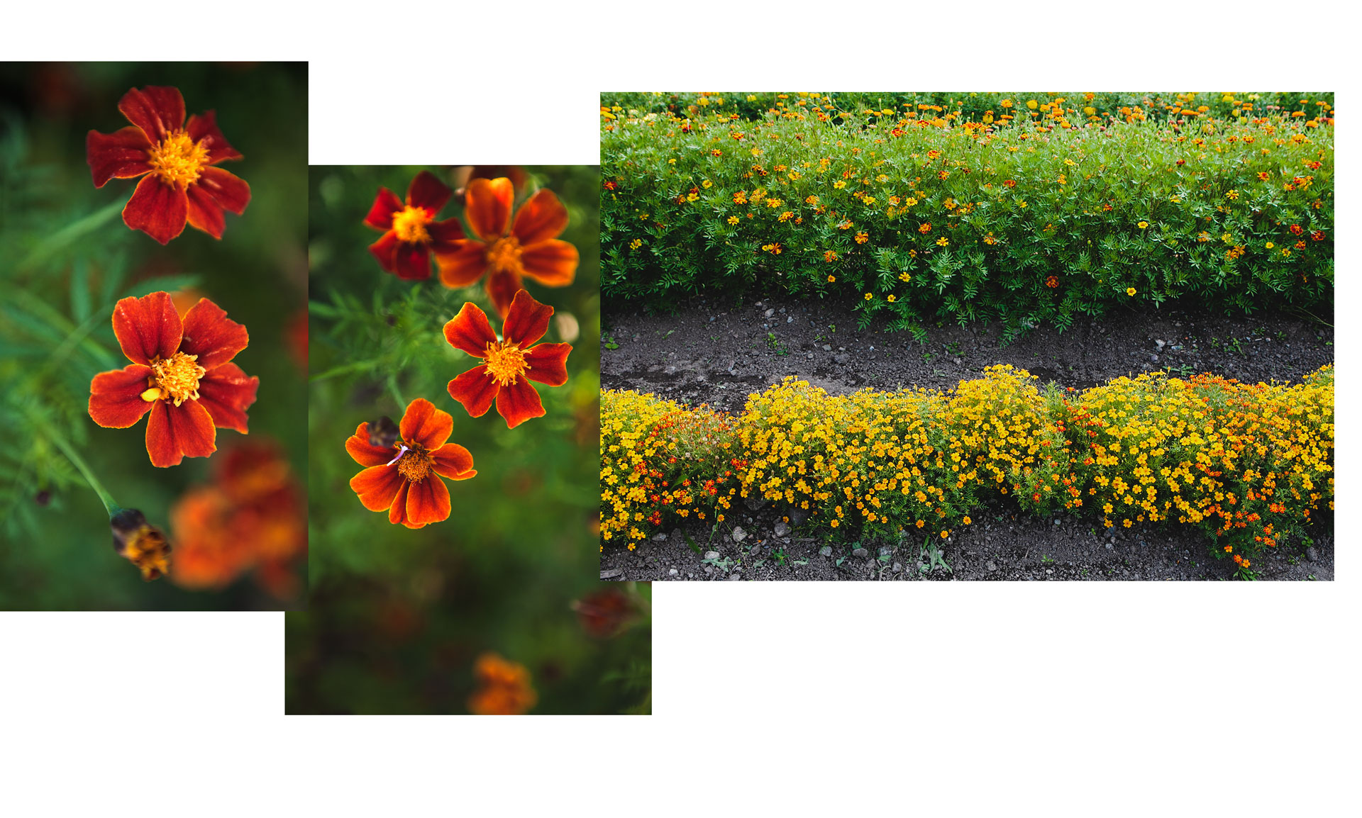 Tagetes, inte bara en kompakt snigelfälla