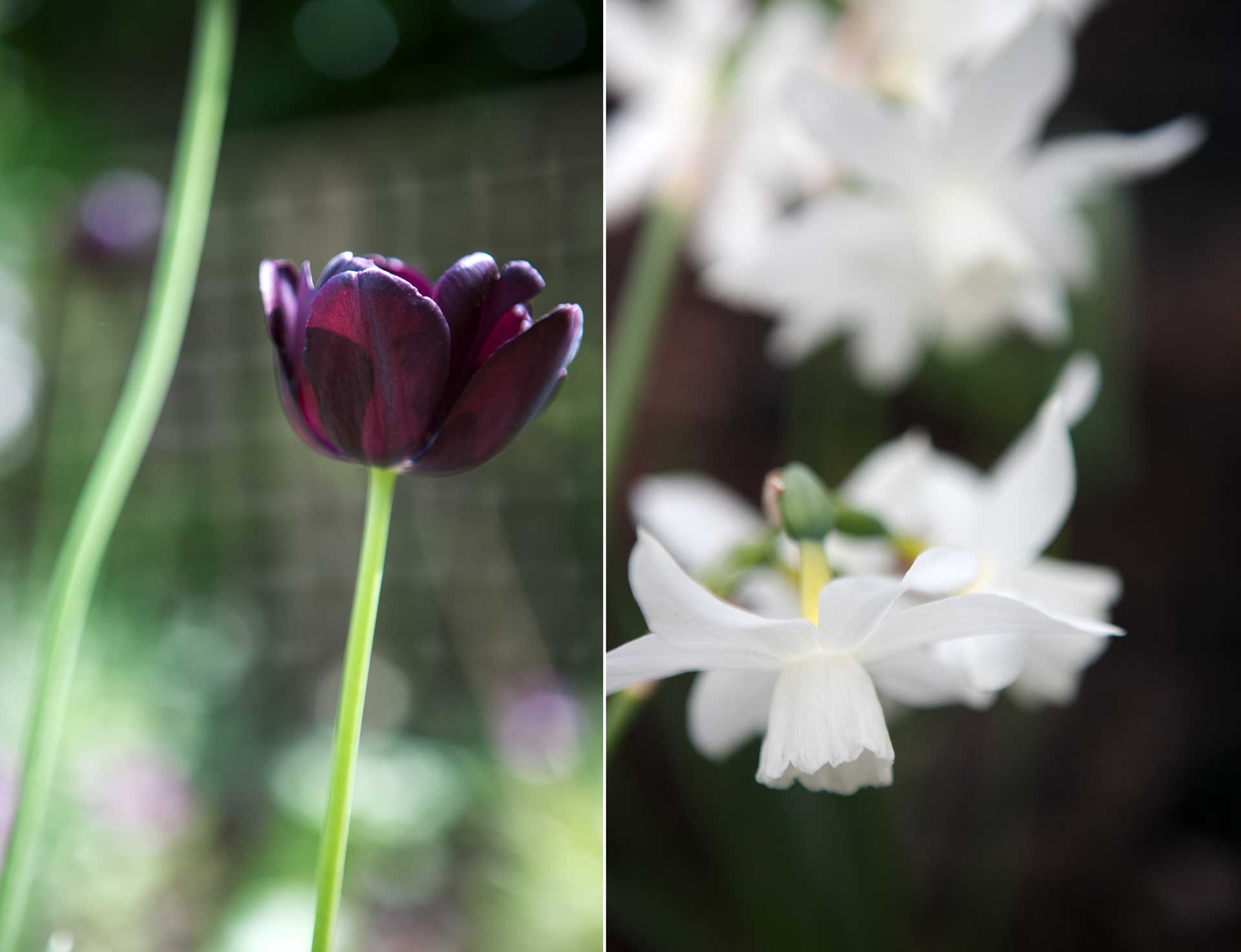 Få tulpanlöken levererad direkt hem med matkassen