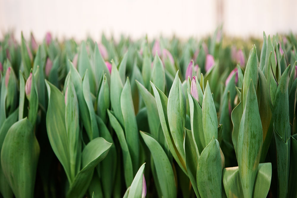 tulpanens-dag-elmia-garden-trends.jpg