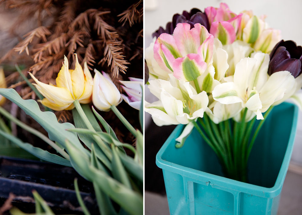 Tjuvstarta våren med ett tiopack tulpaner