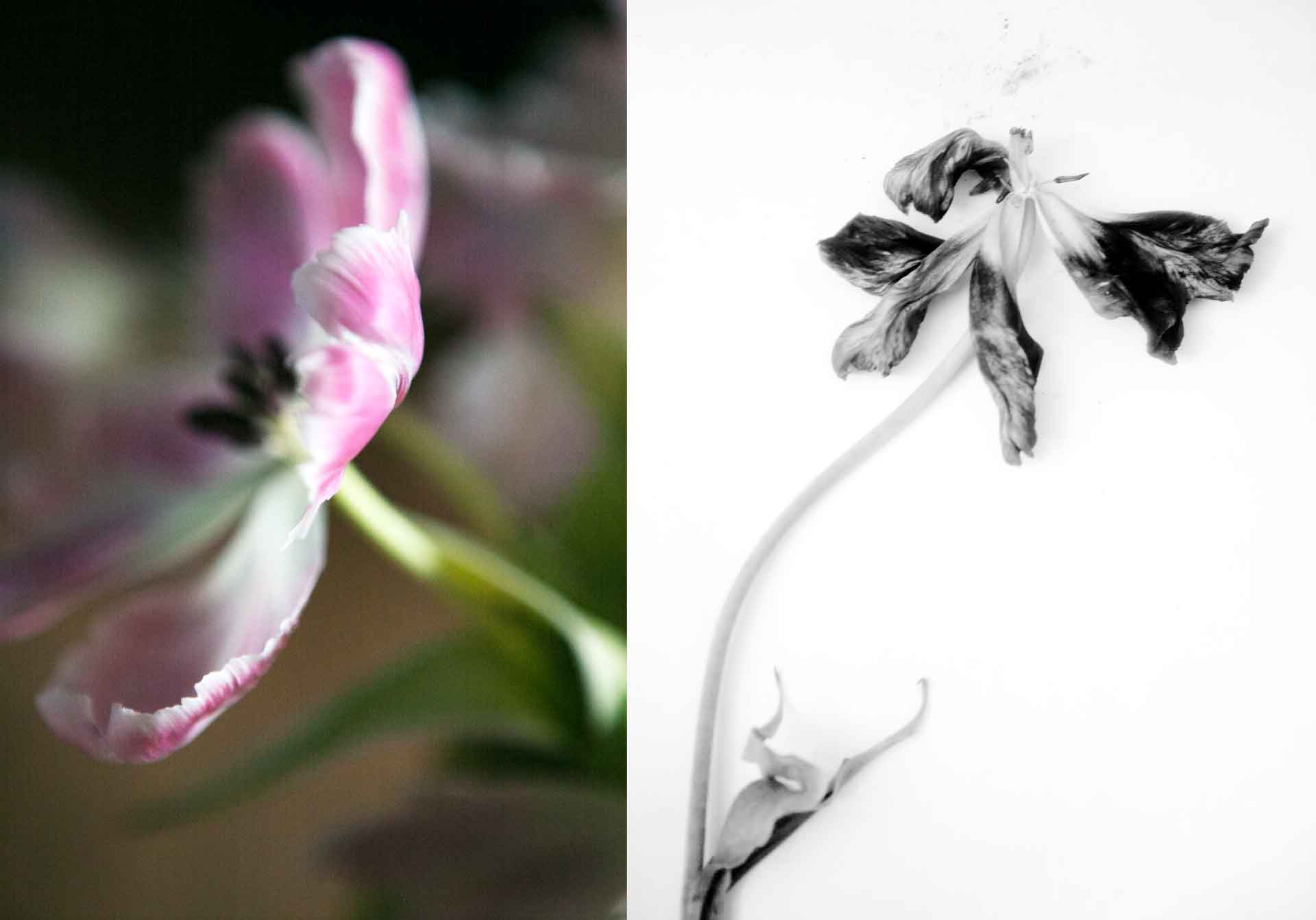 Tulpantider är goda tider