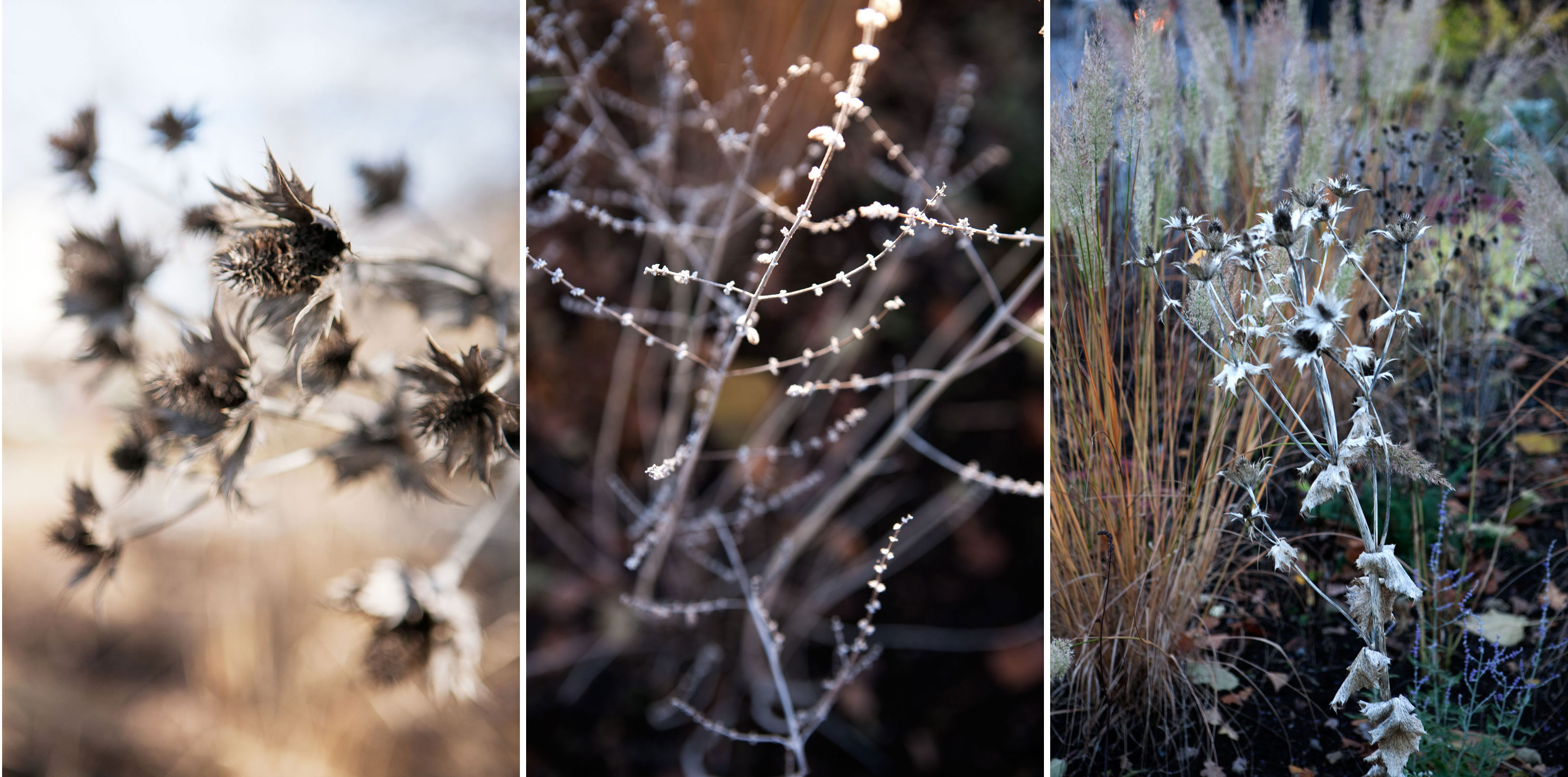 Växter för vintern