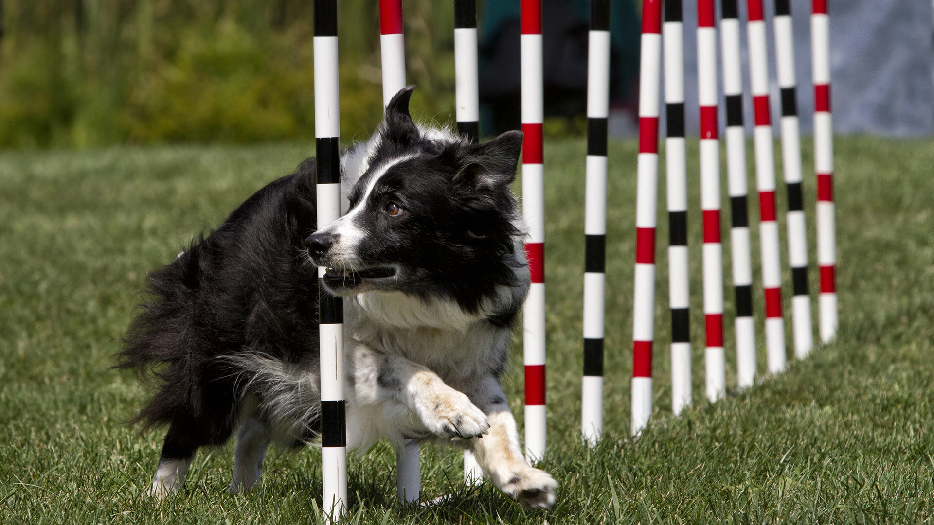 Elmia Hund - Hundsport & Hund i tjänst