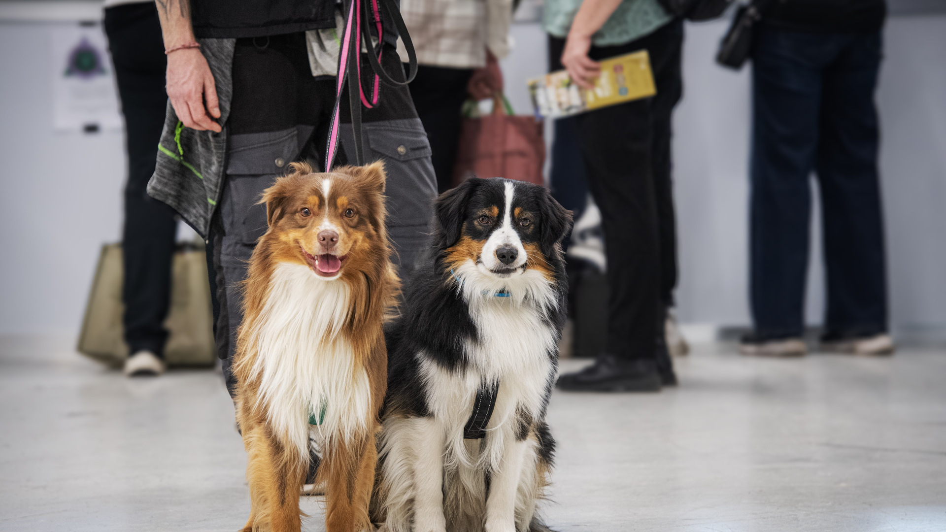 Ta med egen hund?