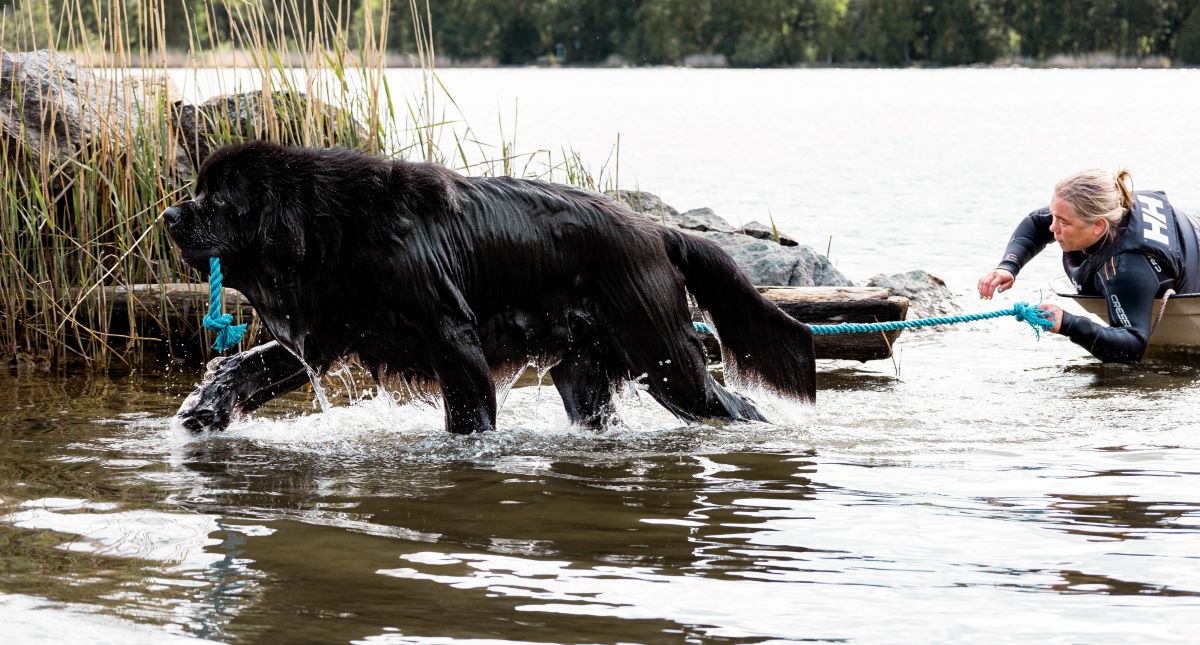 Svenska Newfoundlandshundklubben lär oss mer om träning i vatten
