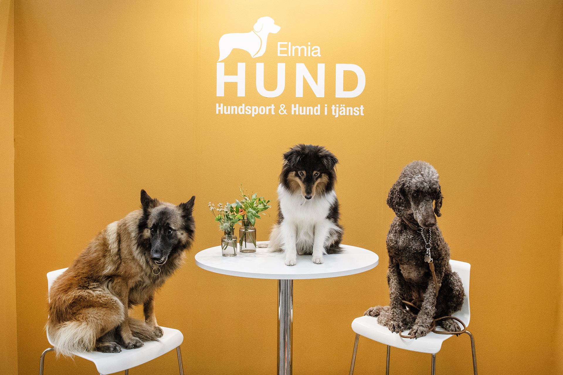 Elmia Hund