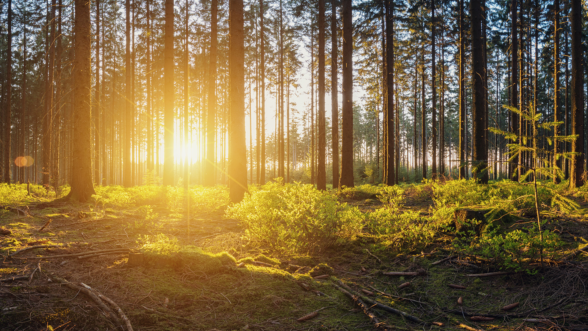 Elmia Wood I Soluppgång skog I Sunrise forest.jpg