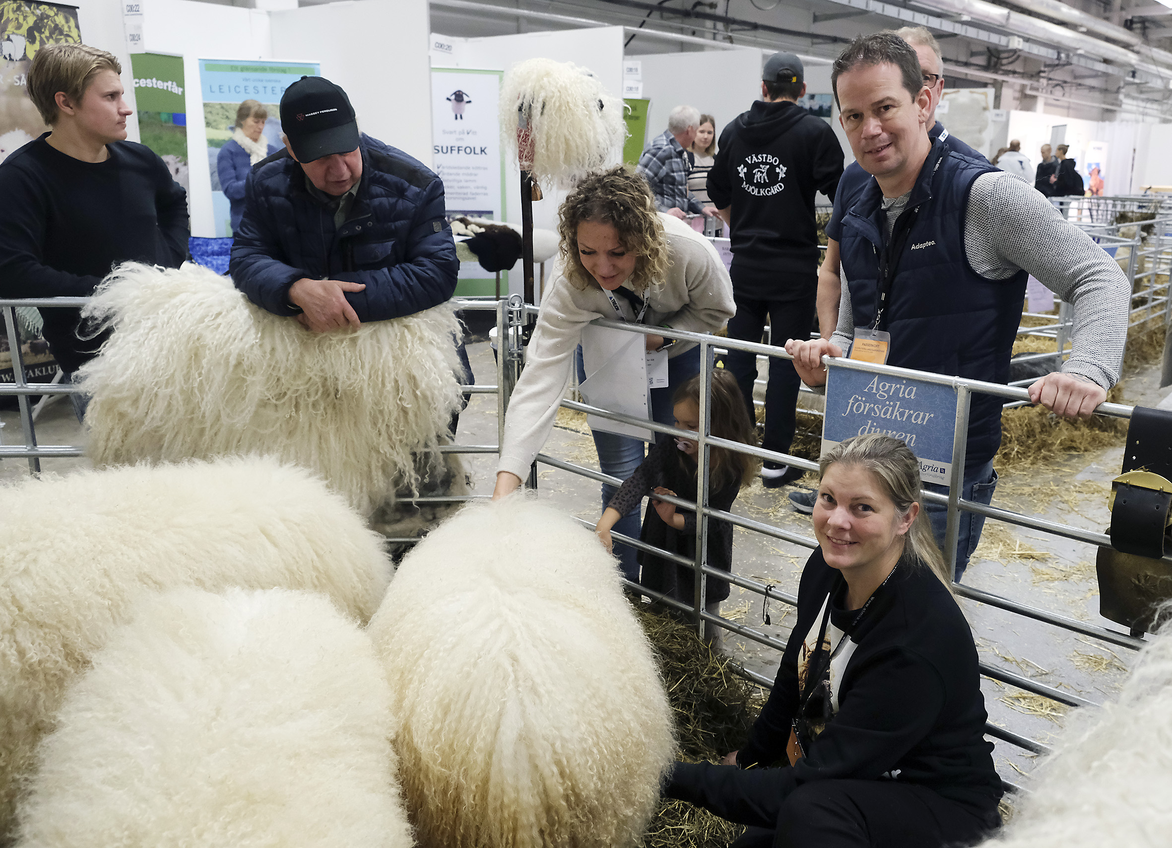 Samma får ger  två fällar om året