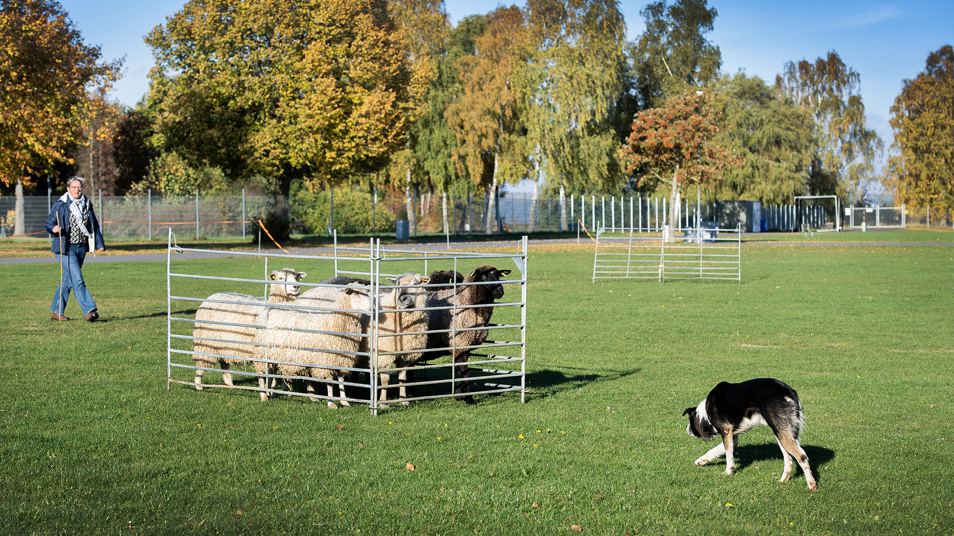 Fårvallning med Svenska Vallhundsklubben