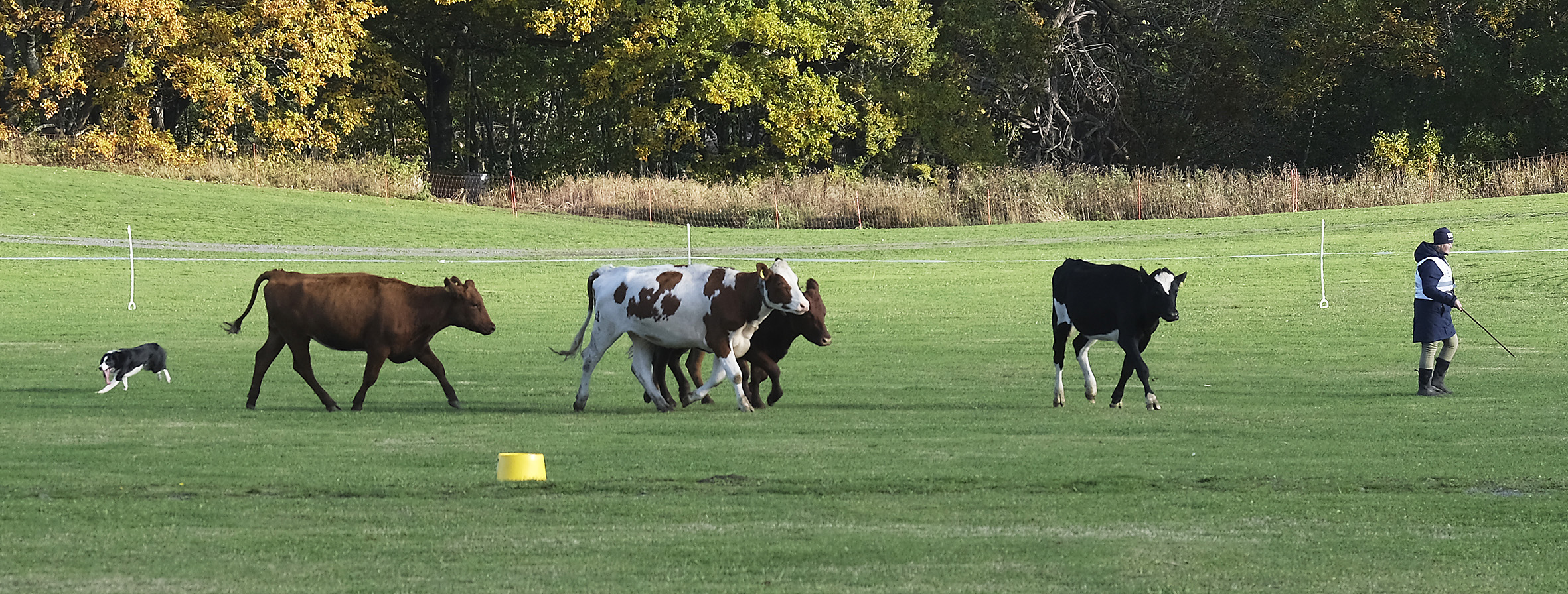 Vallhundar blir allt mer  relevanta på mjölkgårdar