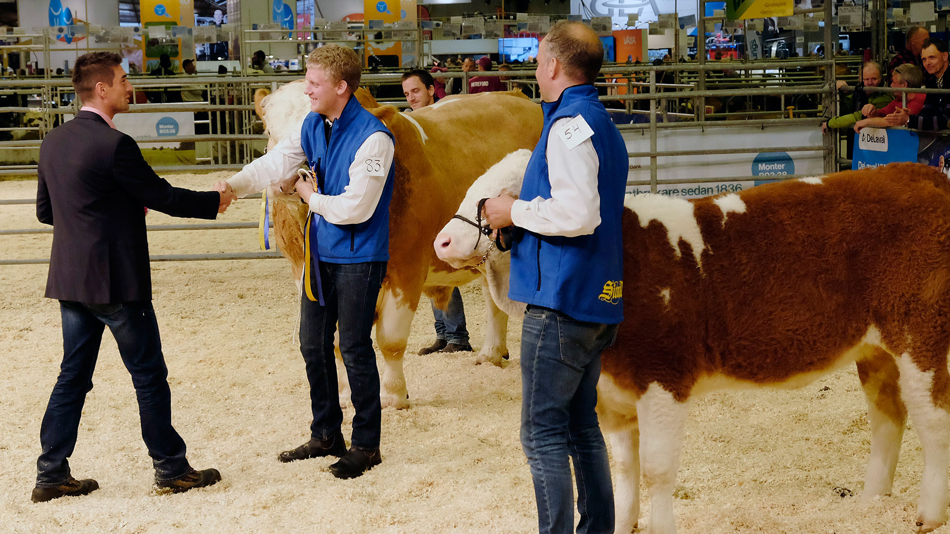 Återigen riksutställning med 300 kor i Elmias hallar