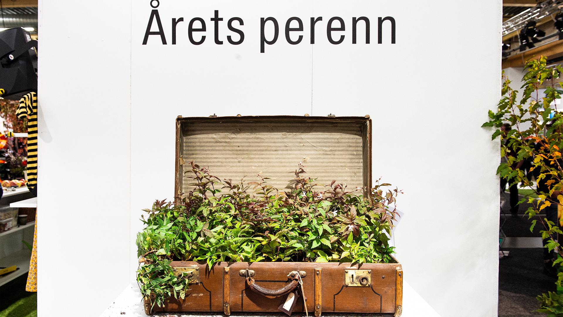 Gillenia trifoliata är Årets Perenn 2020