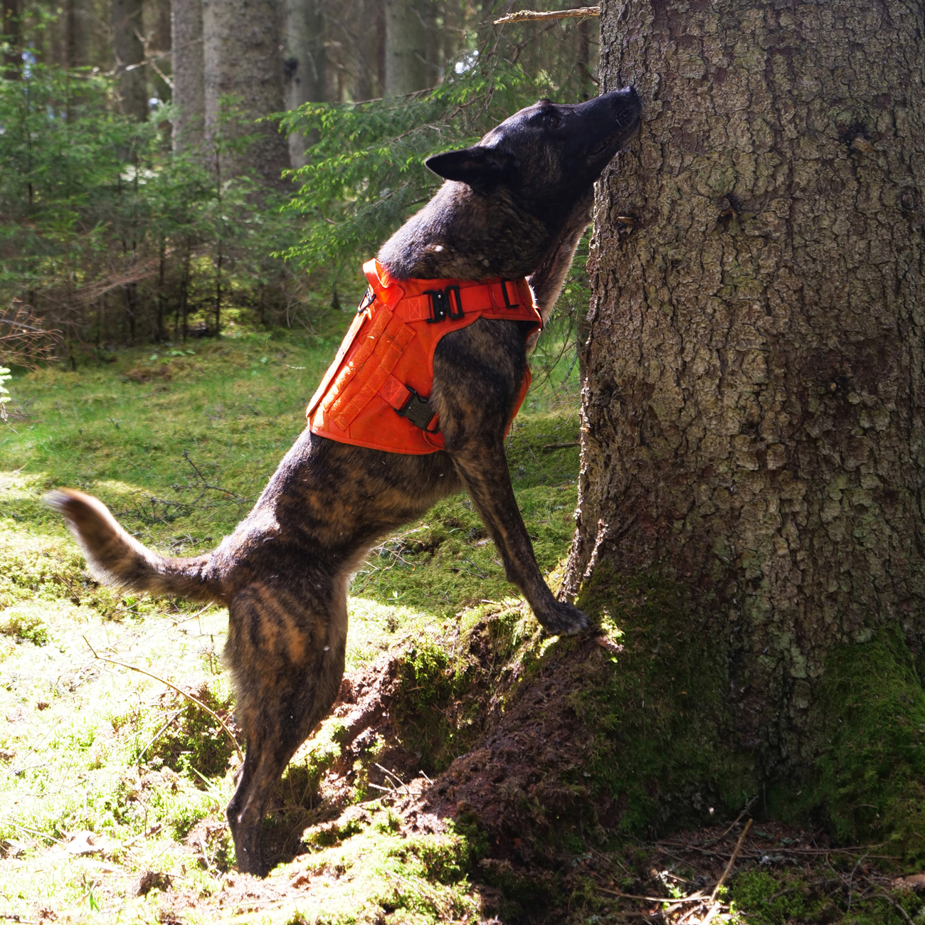 Hundar lokaliserar granbarkborrar – och räddar våra skogar från att dö! 